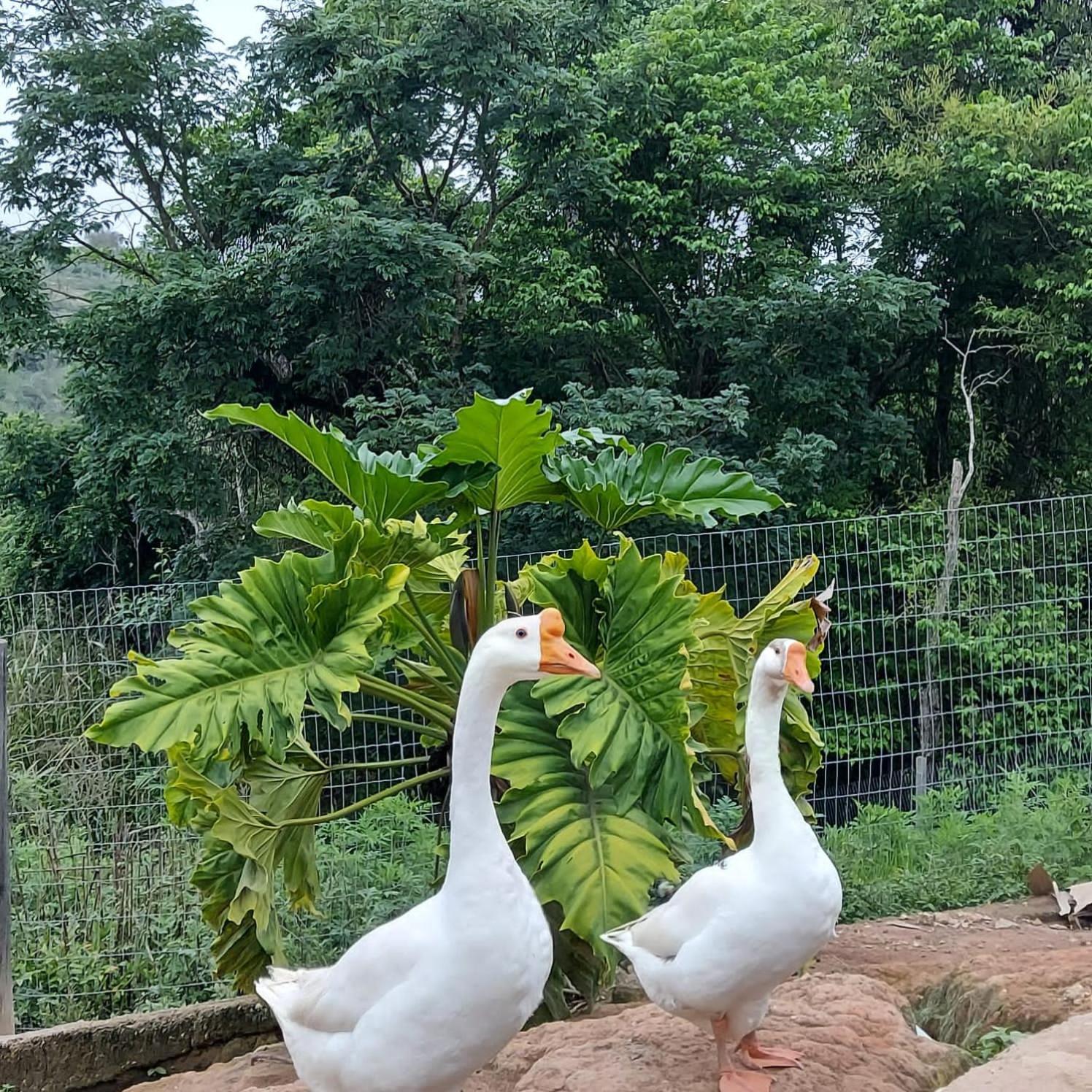 Fazenda Do Engenho Hotel Santa Rita do Rio Abaixo Ngoại thất bức ảnh