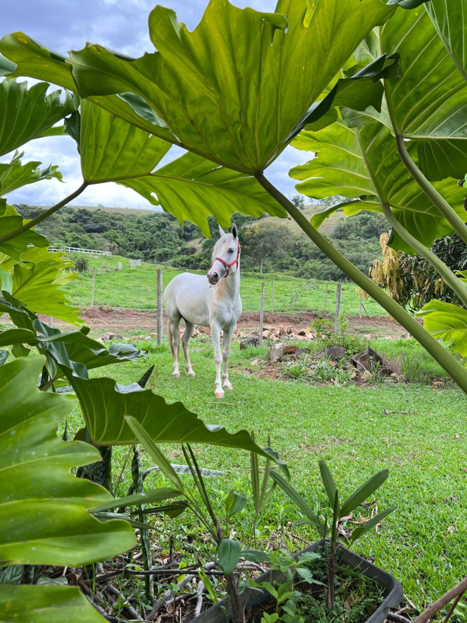 Fazenda Do Engenho Hotel Santa Rita do Rio Abaixo Ngoại thất bức ảnh